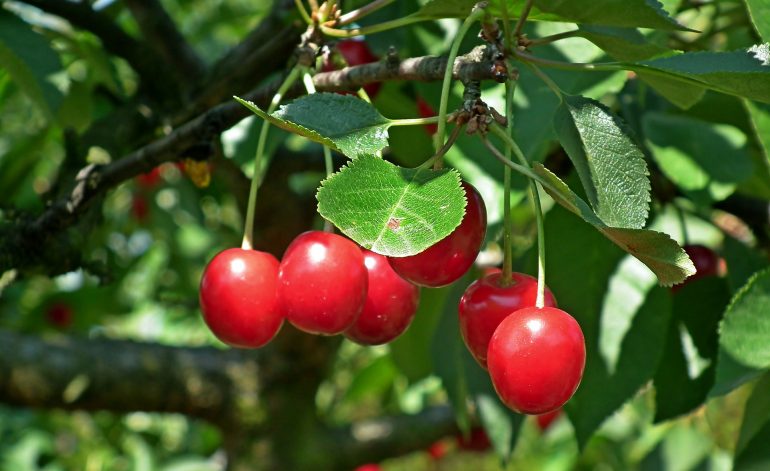 ZD Senice ovocné sady Vilémov višně